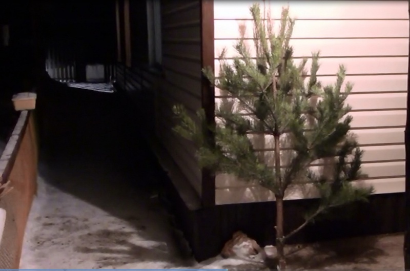 Житель Первомайского района украл новогоднюю елку